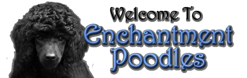Enchantment Poodles