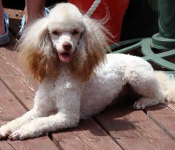 Coco