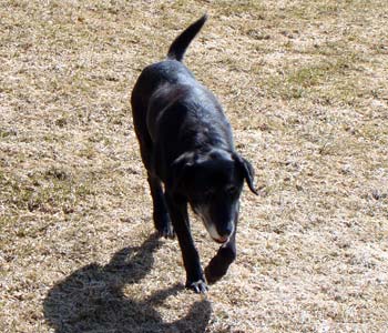 Our beloved Charlie Girl