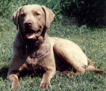 Our beloved Dakota