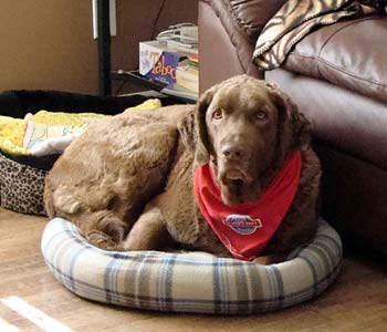 Ruger, our Chesapeake Bay Retriever