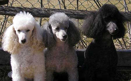 Shimmer and her kids, Gracie and Alfie