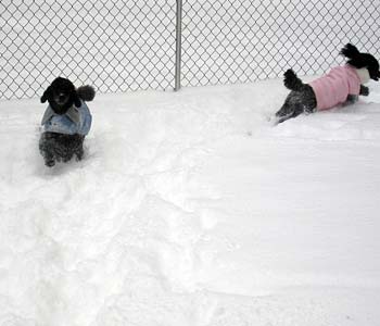 Rylee and Pollie enjoying the snow