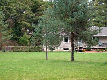 Gail with Enchantment's Oliver Twist