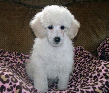 9 week old puppy, Izzabella Swan 