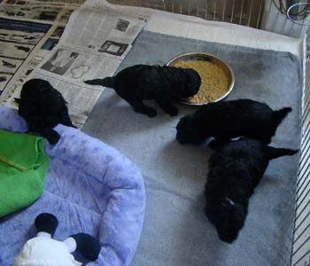 Puppies trying their first meal 