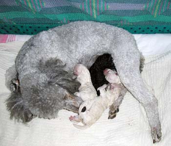 Only hours old, Shimmer's first litter