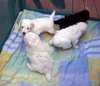 4 week old puppies 