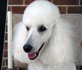Enchantment's Oliver