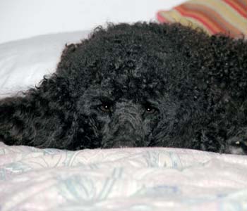 Darcy, Oliver's brother