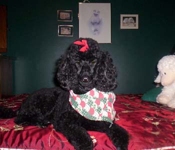 Finnegan, Rylee and Pollie's littermate