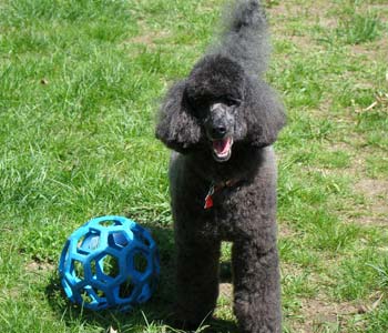 Jacques, Rylee and Pollie's littermate